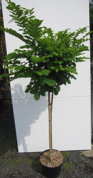 Hochstamm Kugelakazie Umbraculifera 1